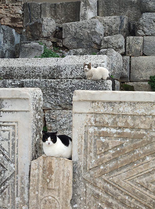 В Эфесе коты буквально везде