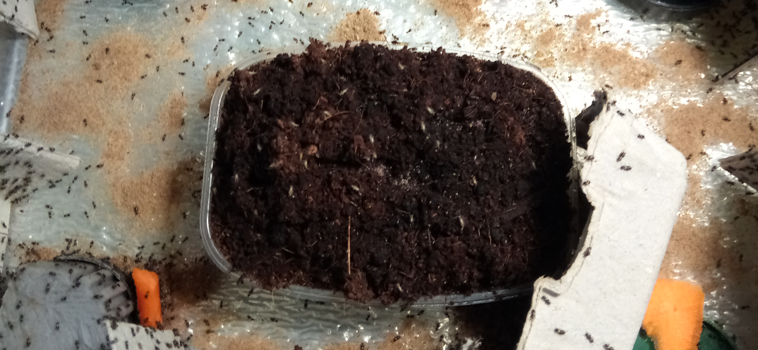 Фото питомцев: сверчки двупятнистые вылупились в инсектарии, а леопардовые гекконы ожидают обеда