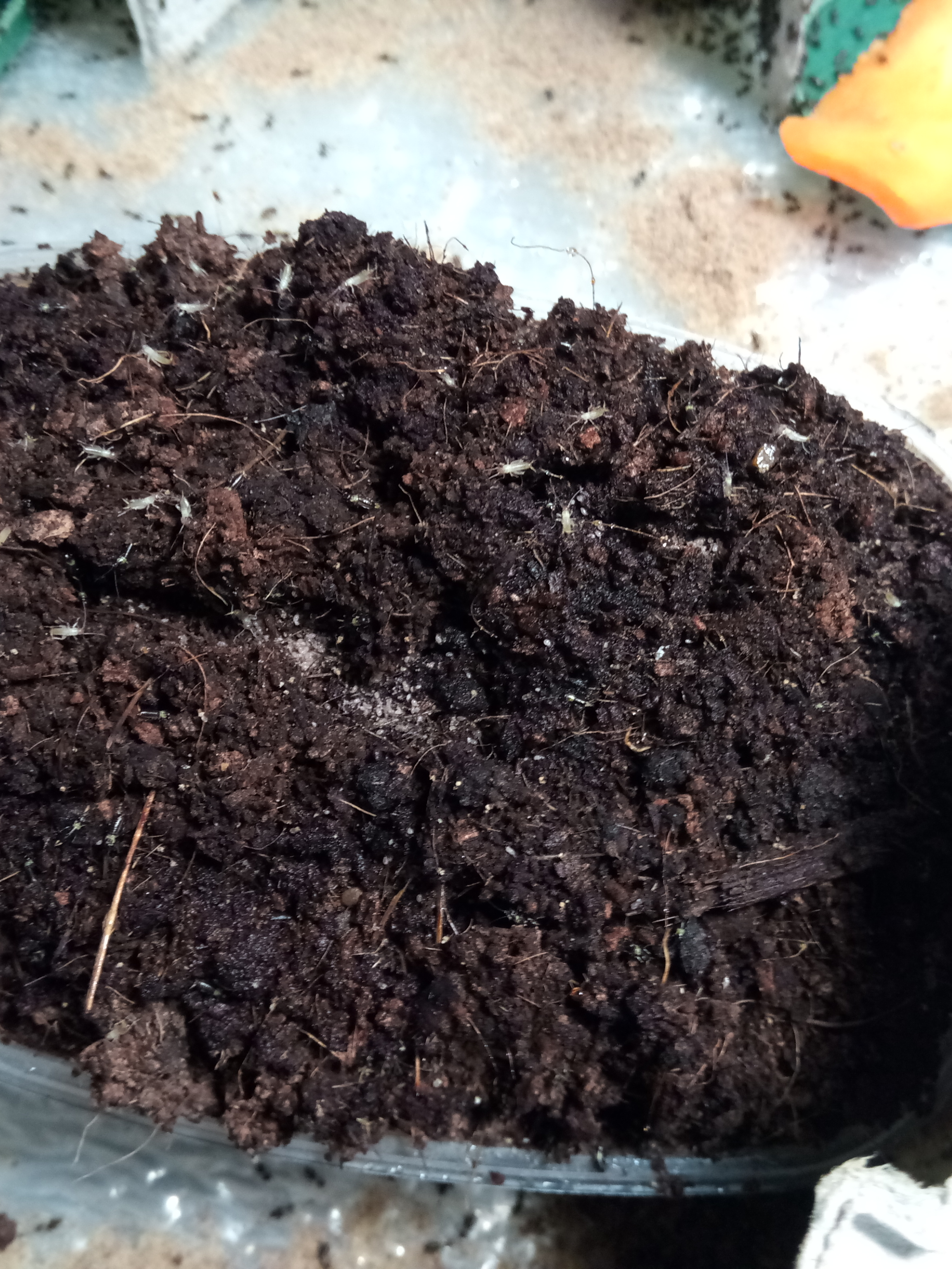 Вылупление молоди сверчка двупятнистого в инсектарии