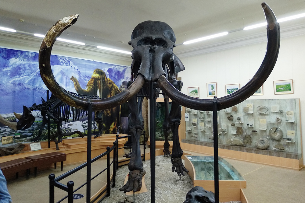 Это скелет мамонта, за ним слева — скелет шерстистого носорога. Они черные, потому что покрыты специальным консервантом. Мамонт жил примерно 30 тысяч лет назад