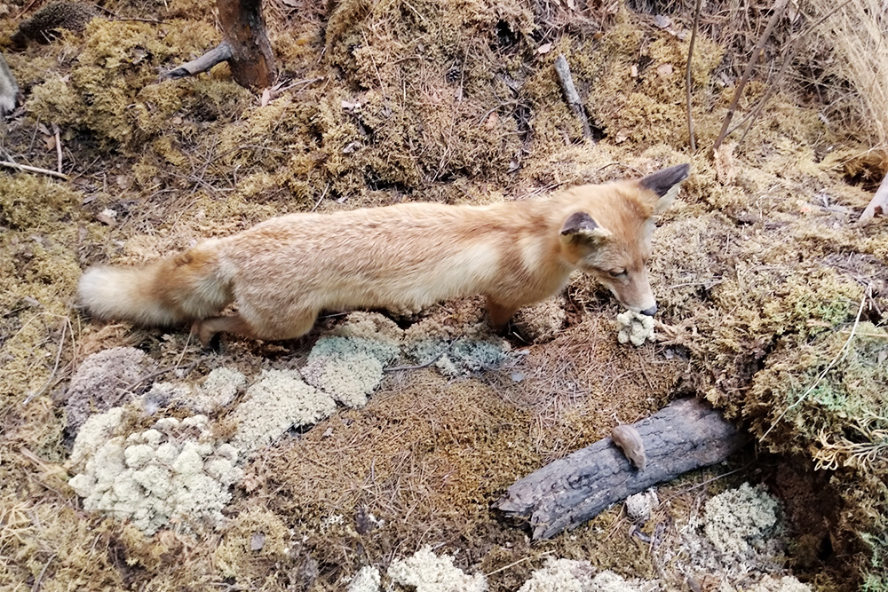 Чучело лисицы выглядит очень естественно, особенно на фоне лесной подстилки. Найдите на фото мышку и ежика