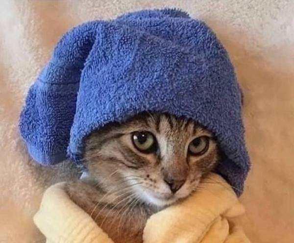 Homo Sapiens Sapiens 