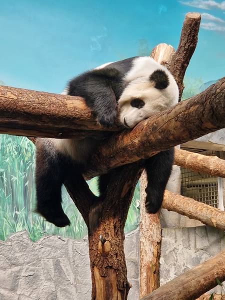 Лунная Кошка 