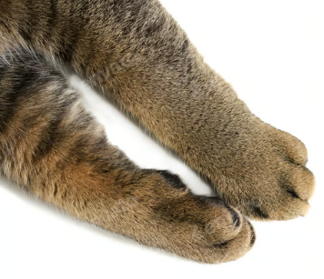 Спасенная котиком 