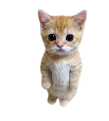 meow 