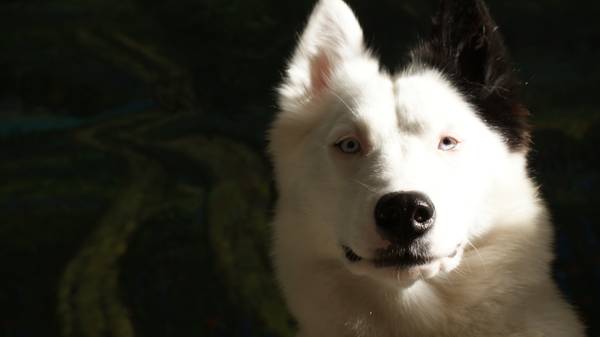 Дмитрик Алиса 