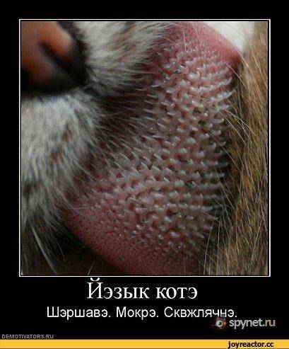 Миамурщица 