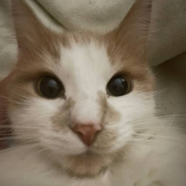 Макс Эриксон 