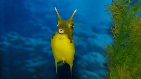 Кубик кузовок 🐡 