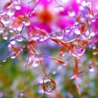 Валерия Чеканова 