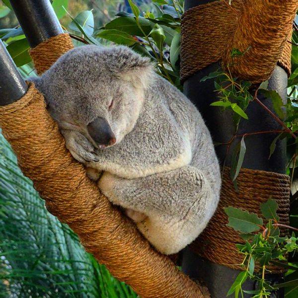 el_oso_koala 