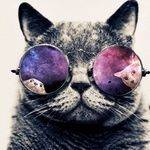 Кошка Сонька 