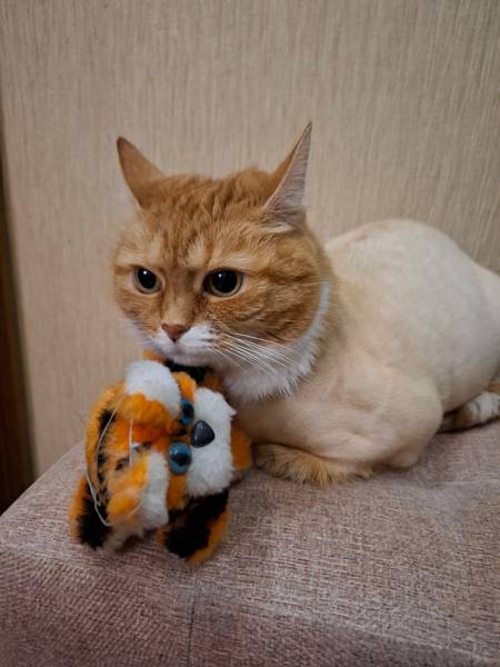 Кот Василий 