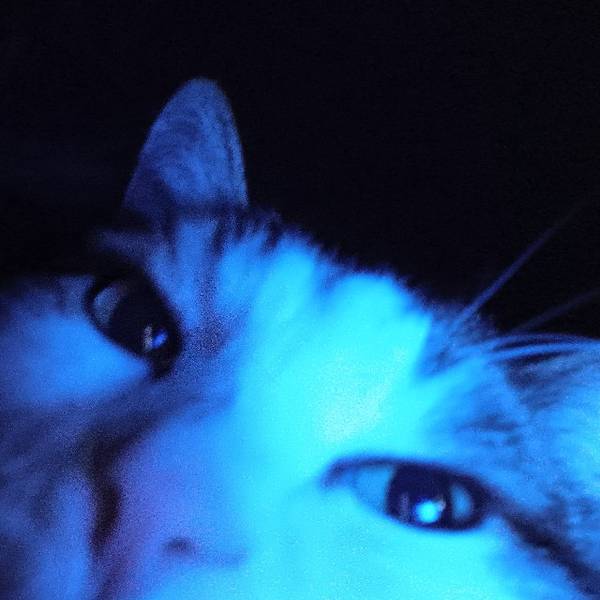 Екатерина Шубина 