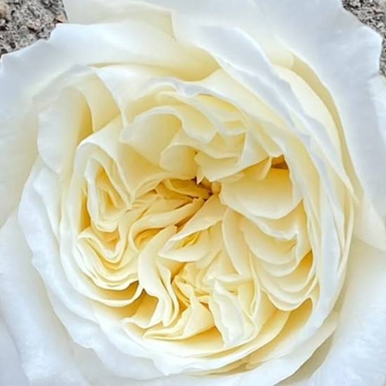 Елена Корякова 