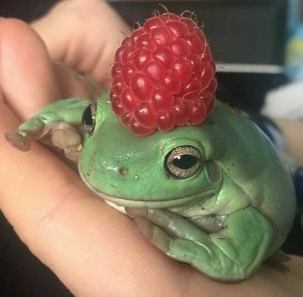 Лягушка с малинкой 