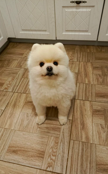 Бес Страшный 