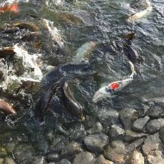 Екатерина Банько 