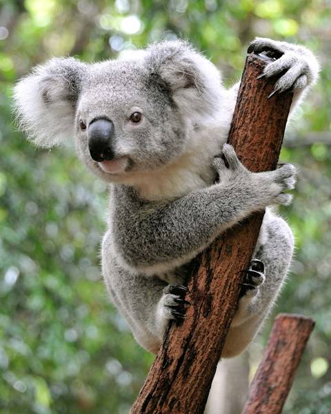 Marsupial 