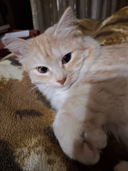 Светлана Чигряева 