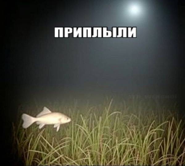 Рыба! ᐳº)))彡 
