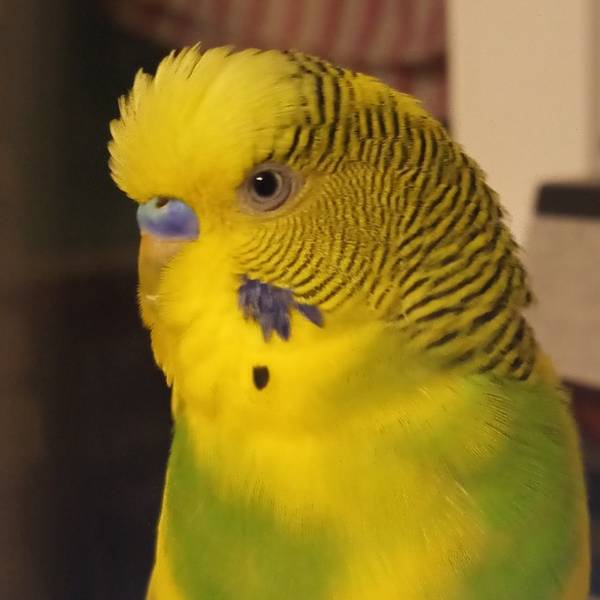 Снова в Т—Ж 