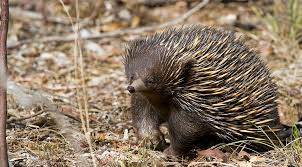 Ехидна на горошине 