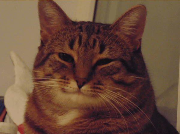 Volfa 
