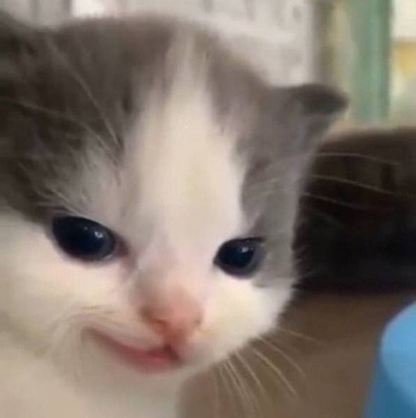 Жопич 