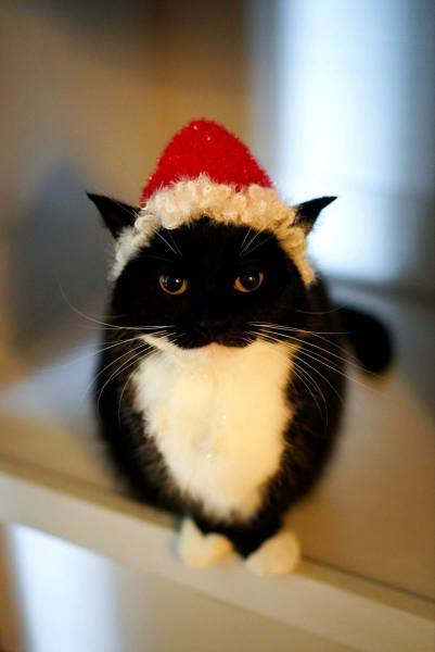 Котка 