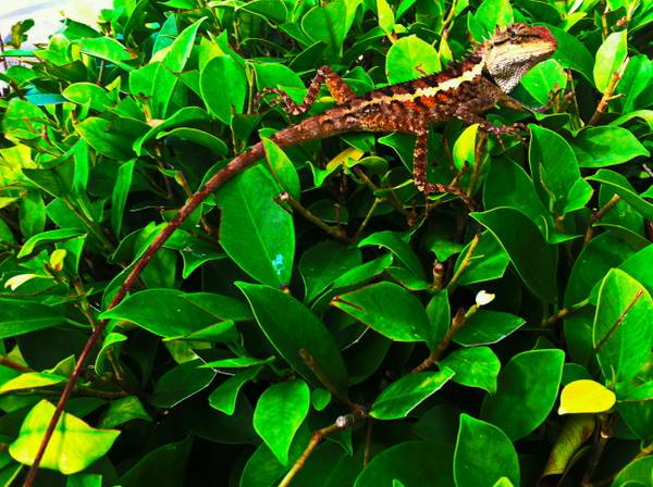 Сергей Небусев 