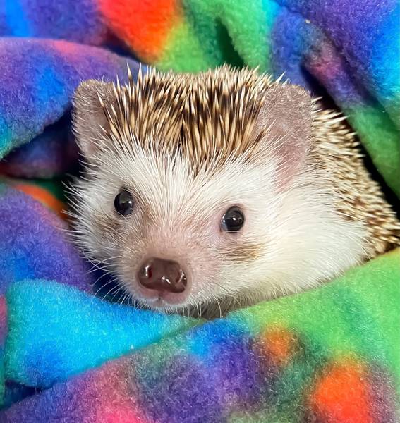 Анна Полянская 