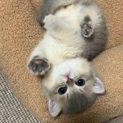 Золотые Лапки 