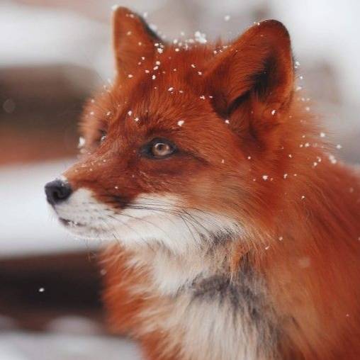 Милана Высоковская 