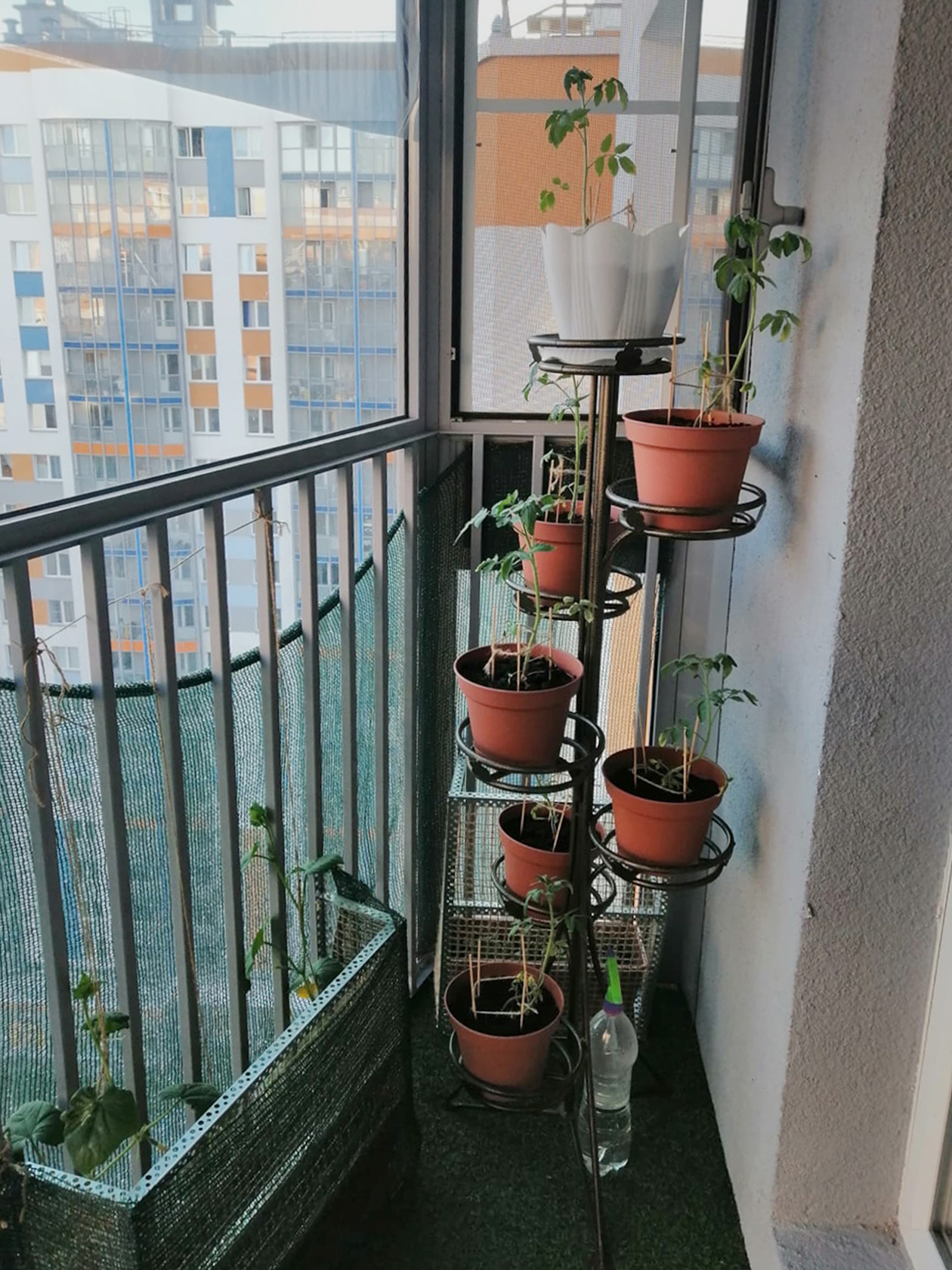 Мой огород на балконе