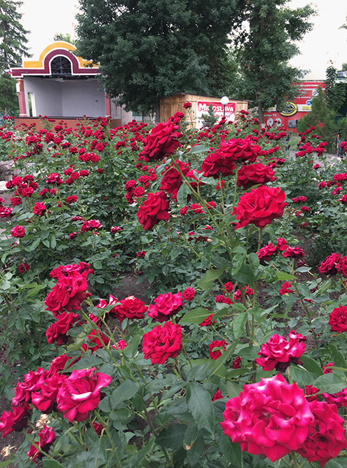 Розы в парке и «ракушка» на заднем фоне