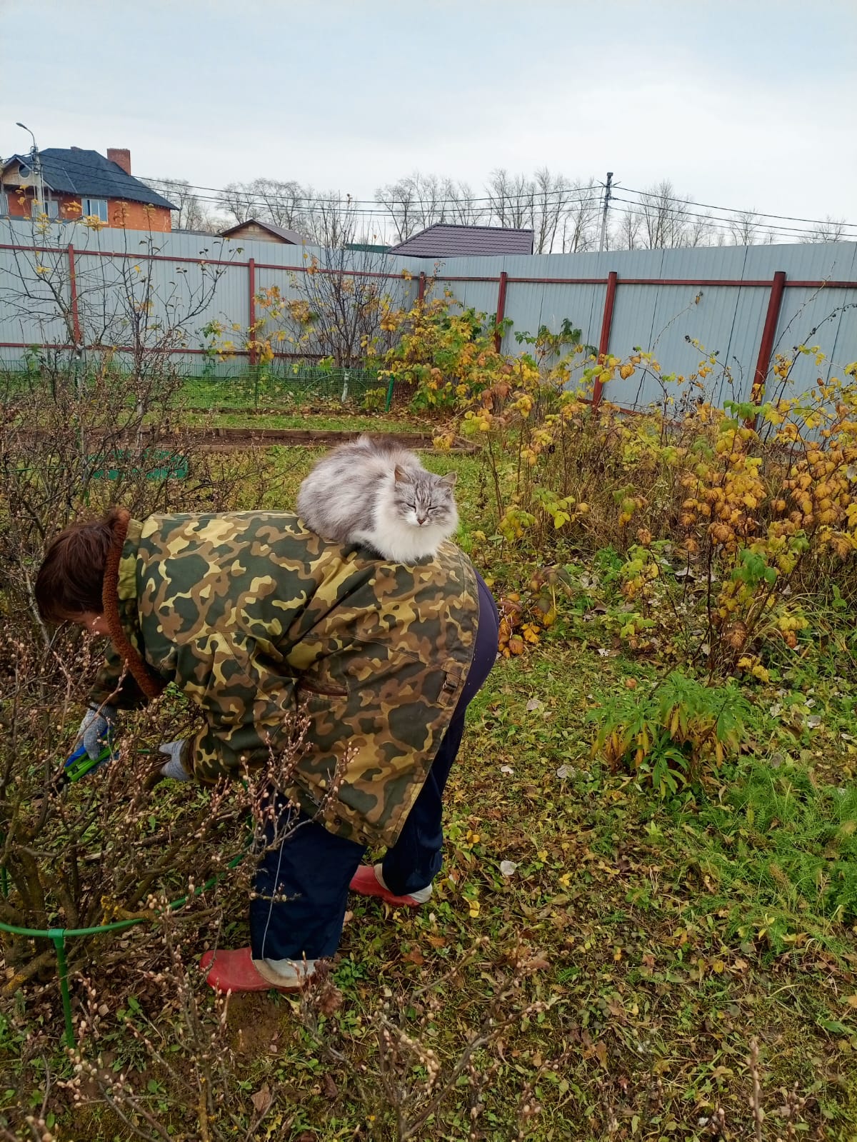 Фото питомца: помощница в любом деле