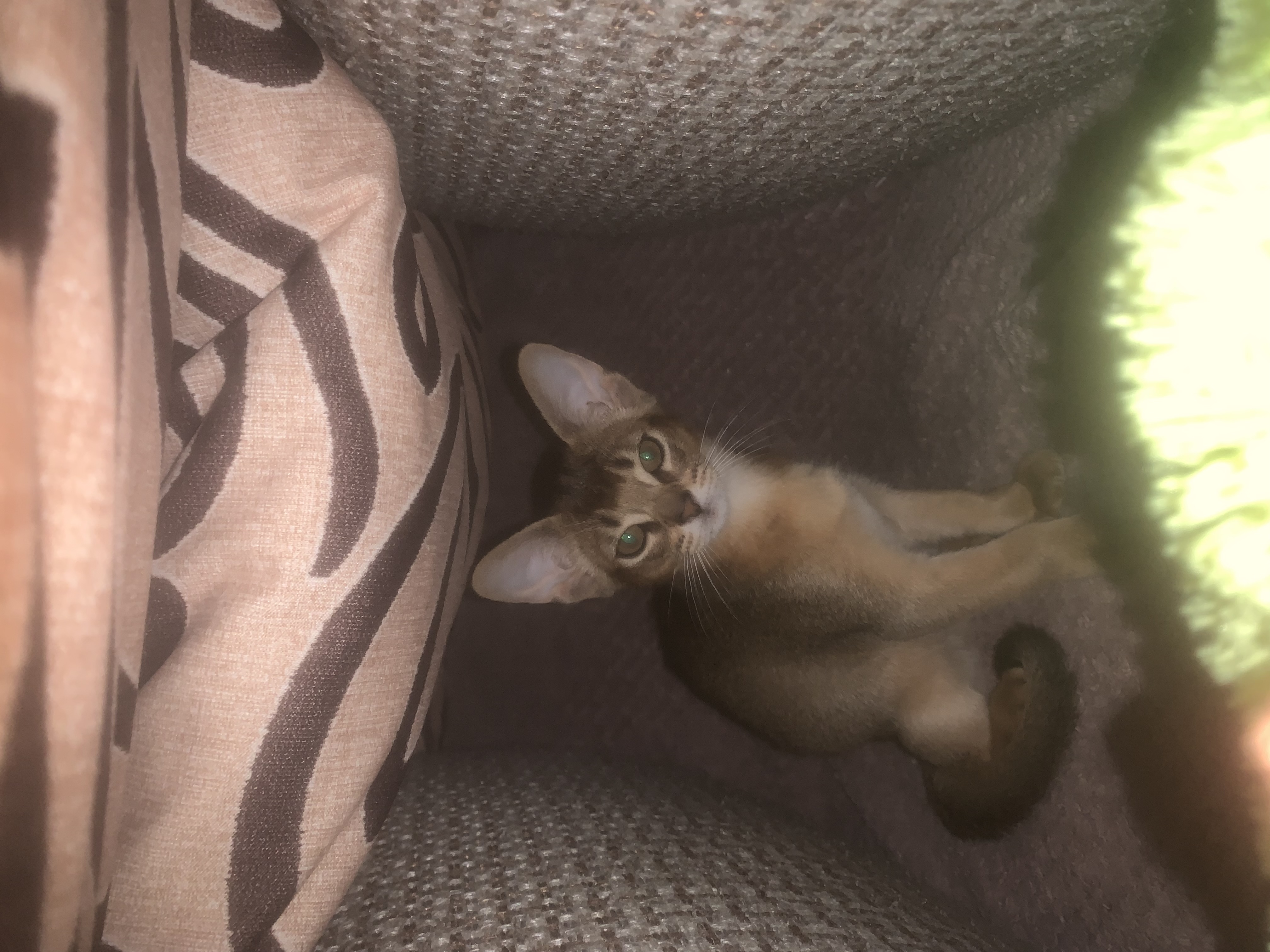 Я живу с абиссинской кошкой Симоной уже год