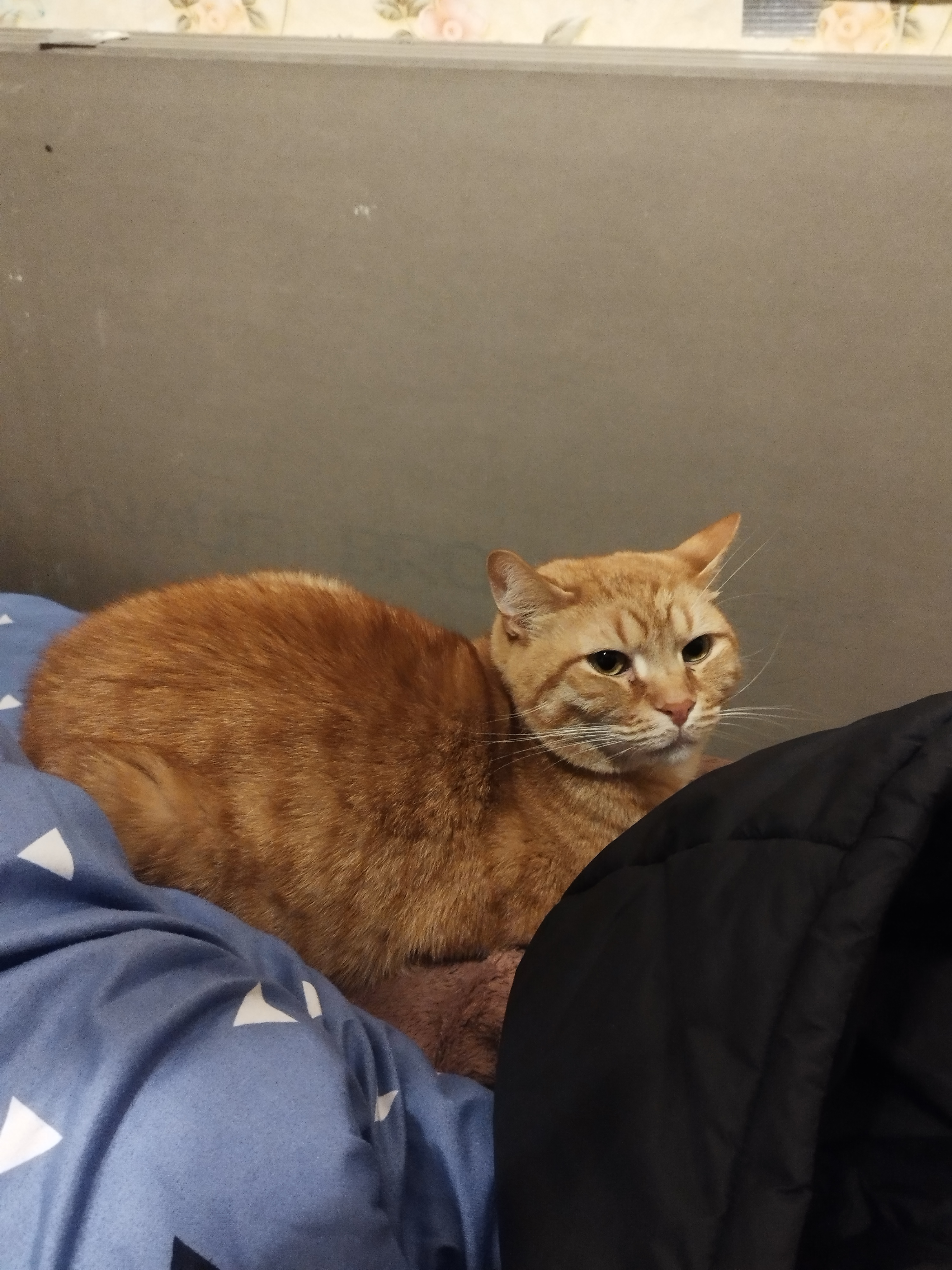 Фото питомца: кот Персюша отдыхает