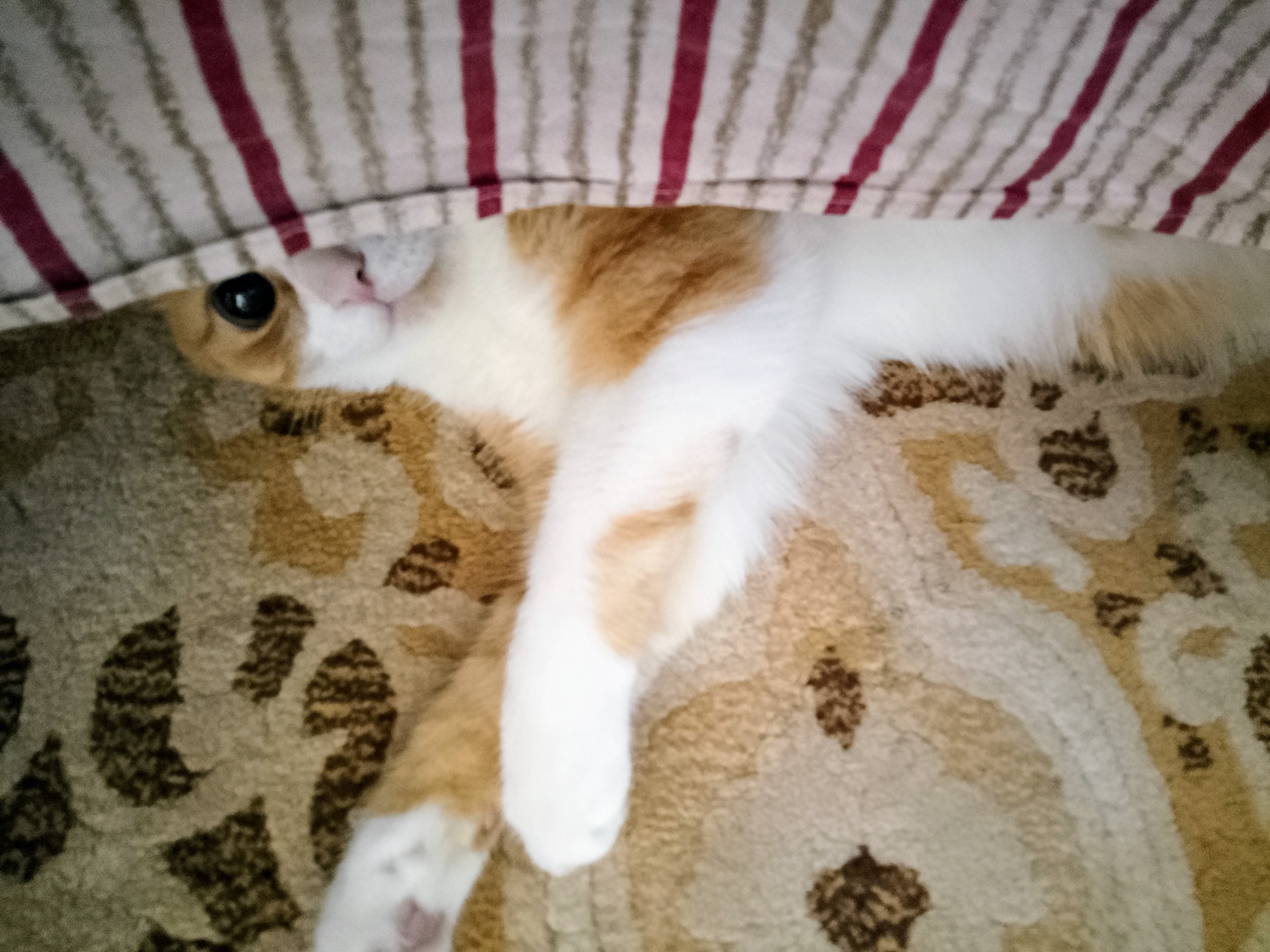 Фото питомца: кот Барсик любопытничает