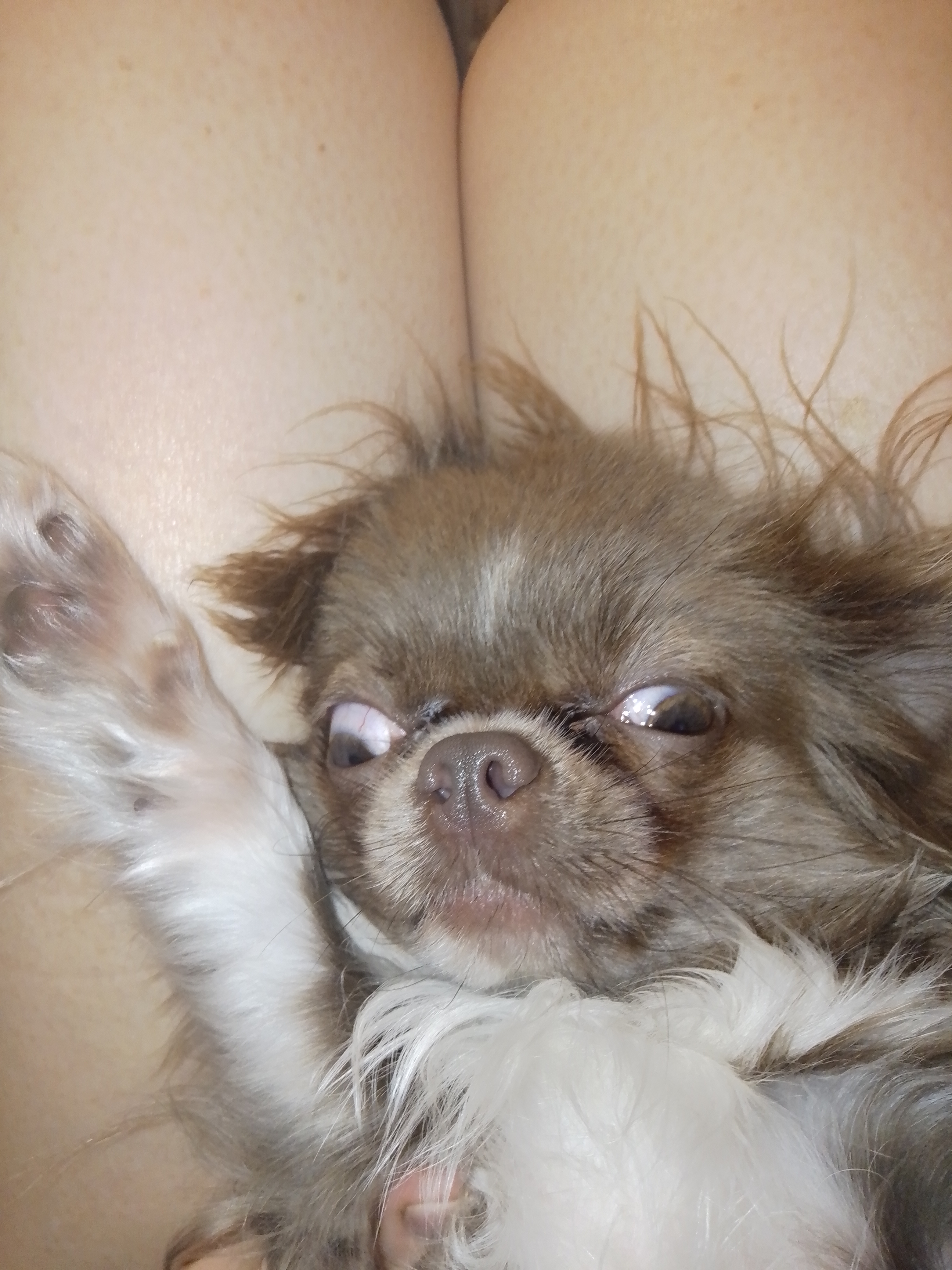 Фото питомца: чихуахуа Мишель — домовенок