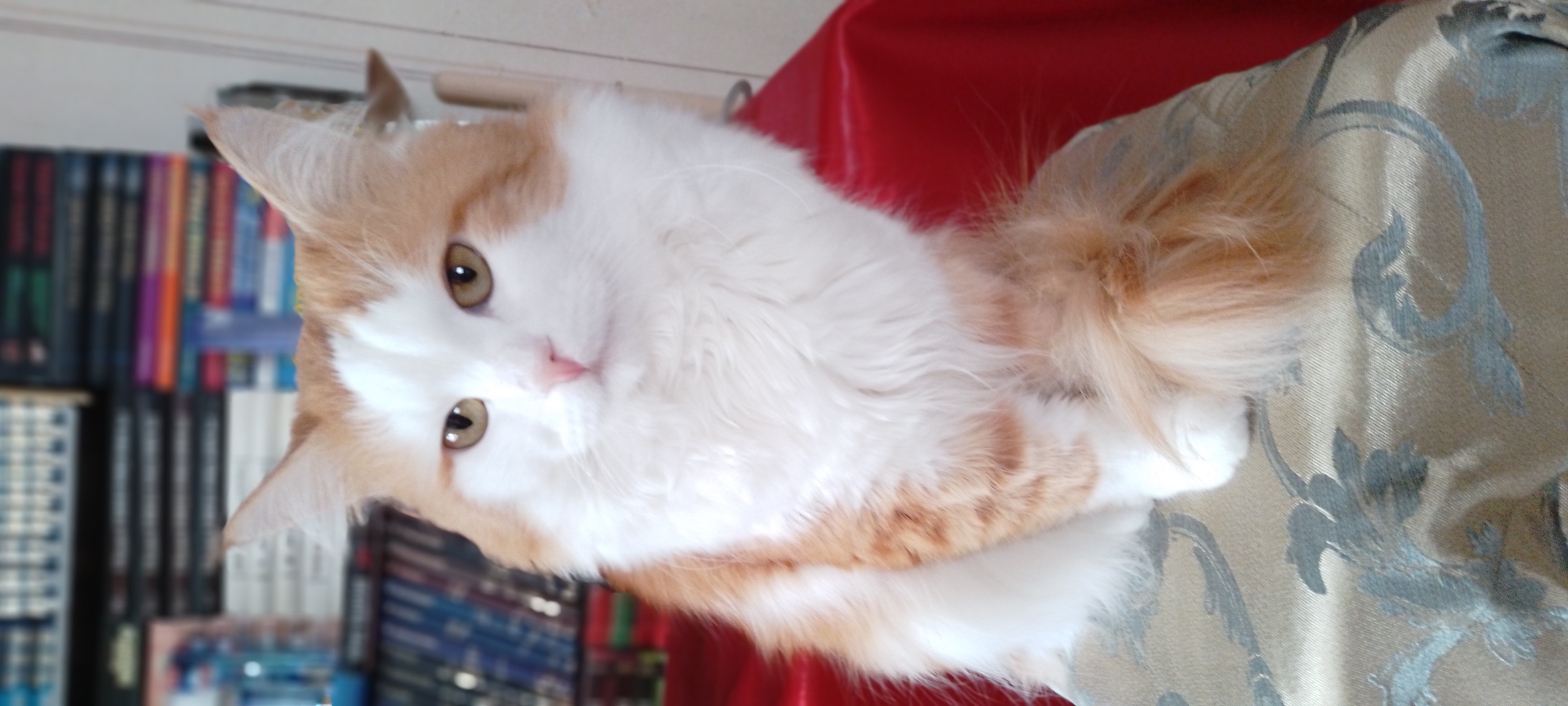 Моя анкета: Мексиканский Тушкан