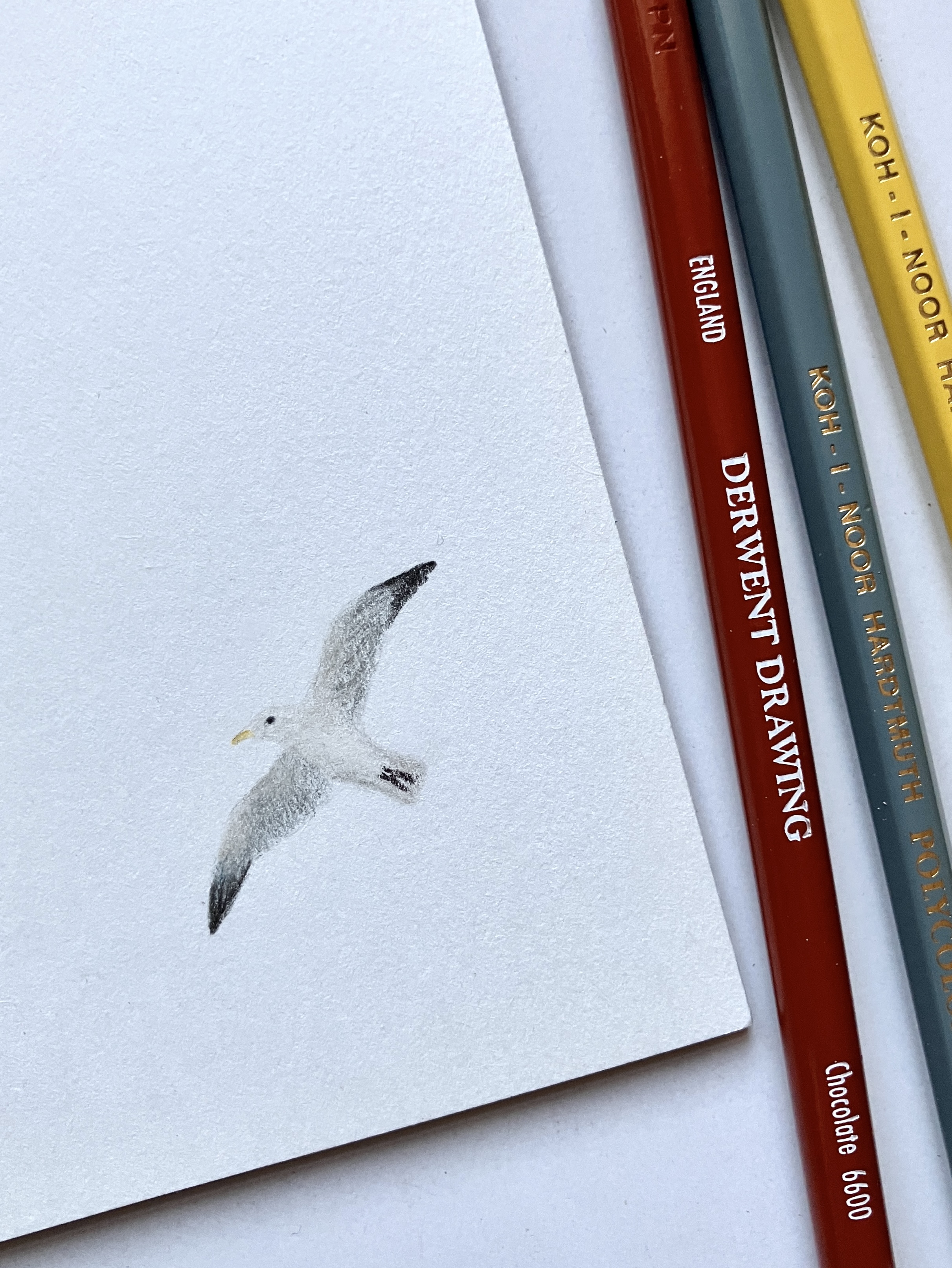 Мой рисунок: зарисовка сизой чайки цветными карандашами