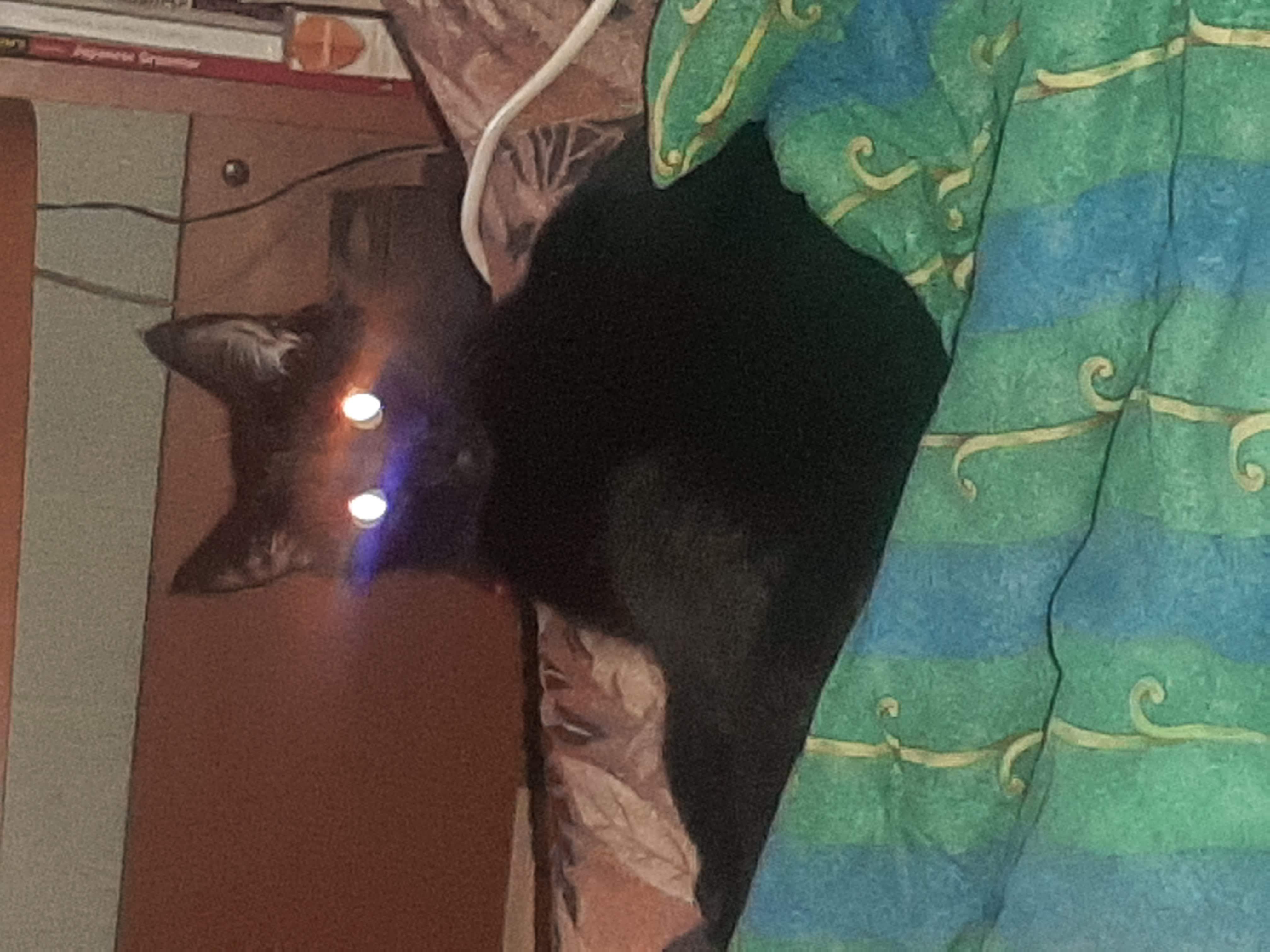 Фото питомца: кот Фунтик и сверхъестественное