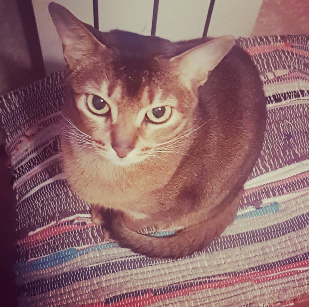 Фото питомца: абиссинская кошка Джоли позирует