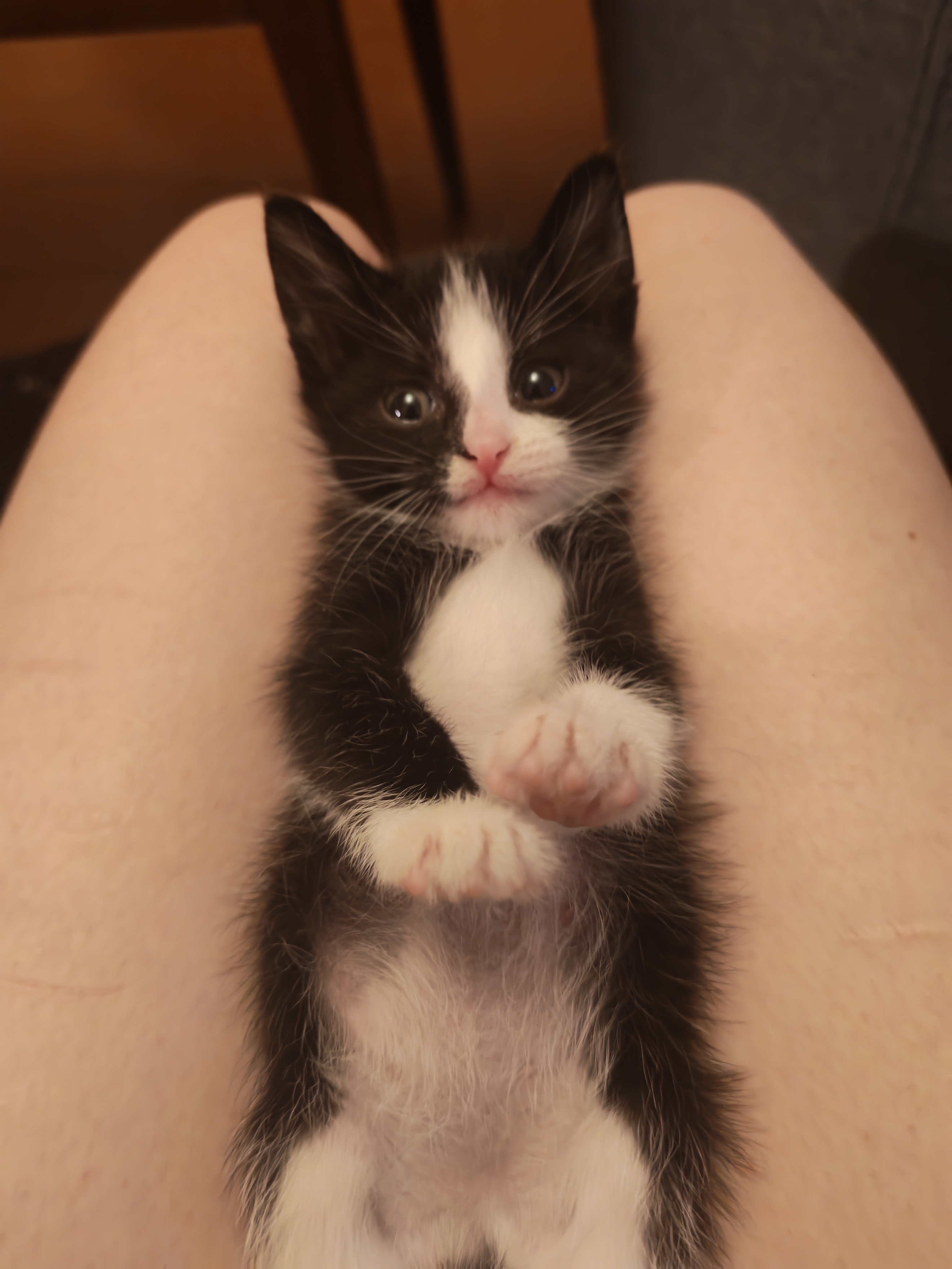 Фото питомца: кот Карл проснулся в очень хорошем настроении