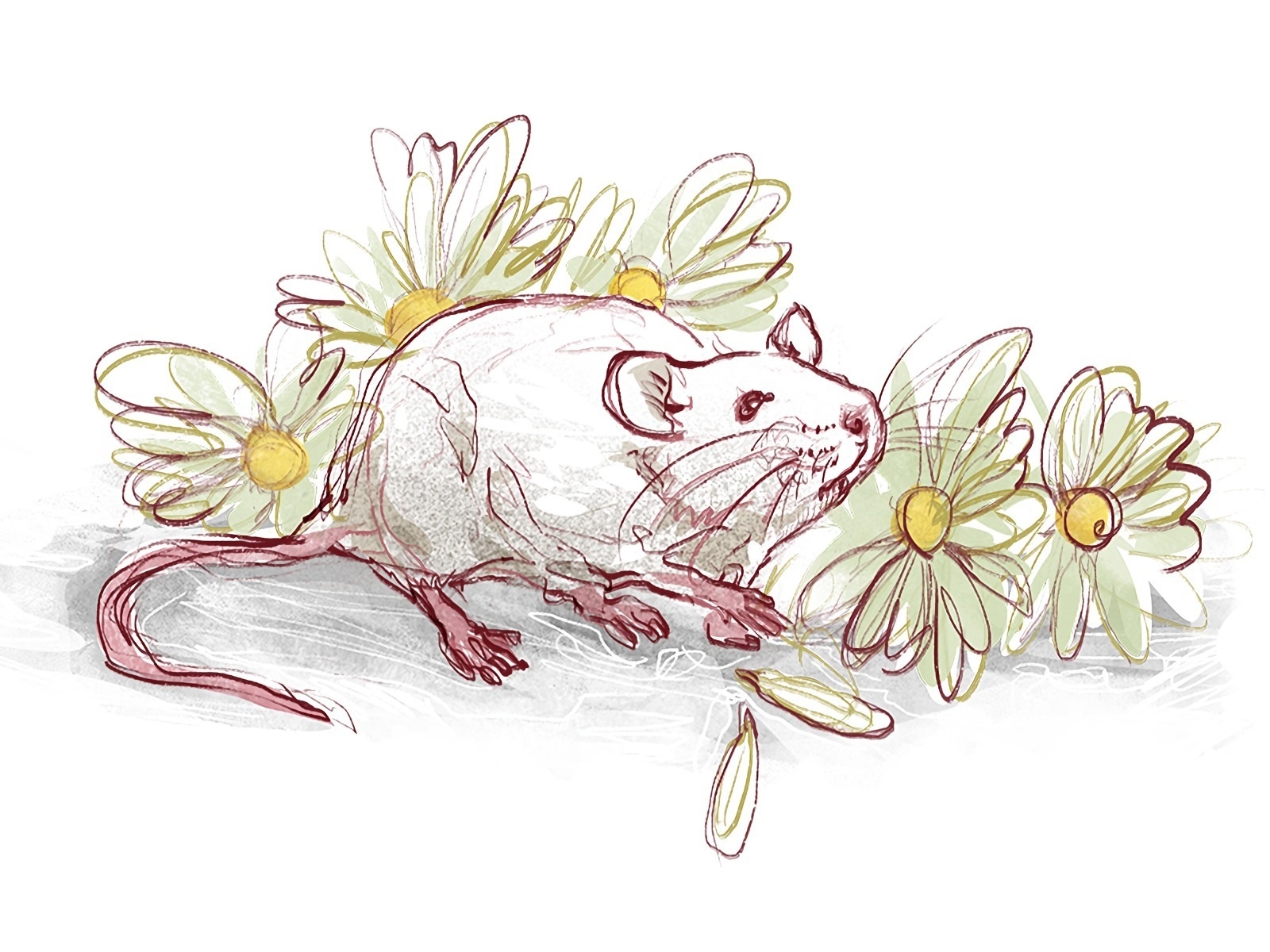 Я перечитала рассказ «Цветы для Элджернона»