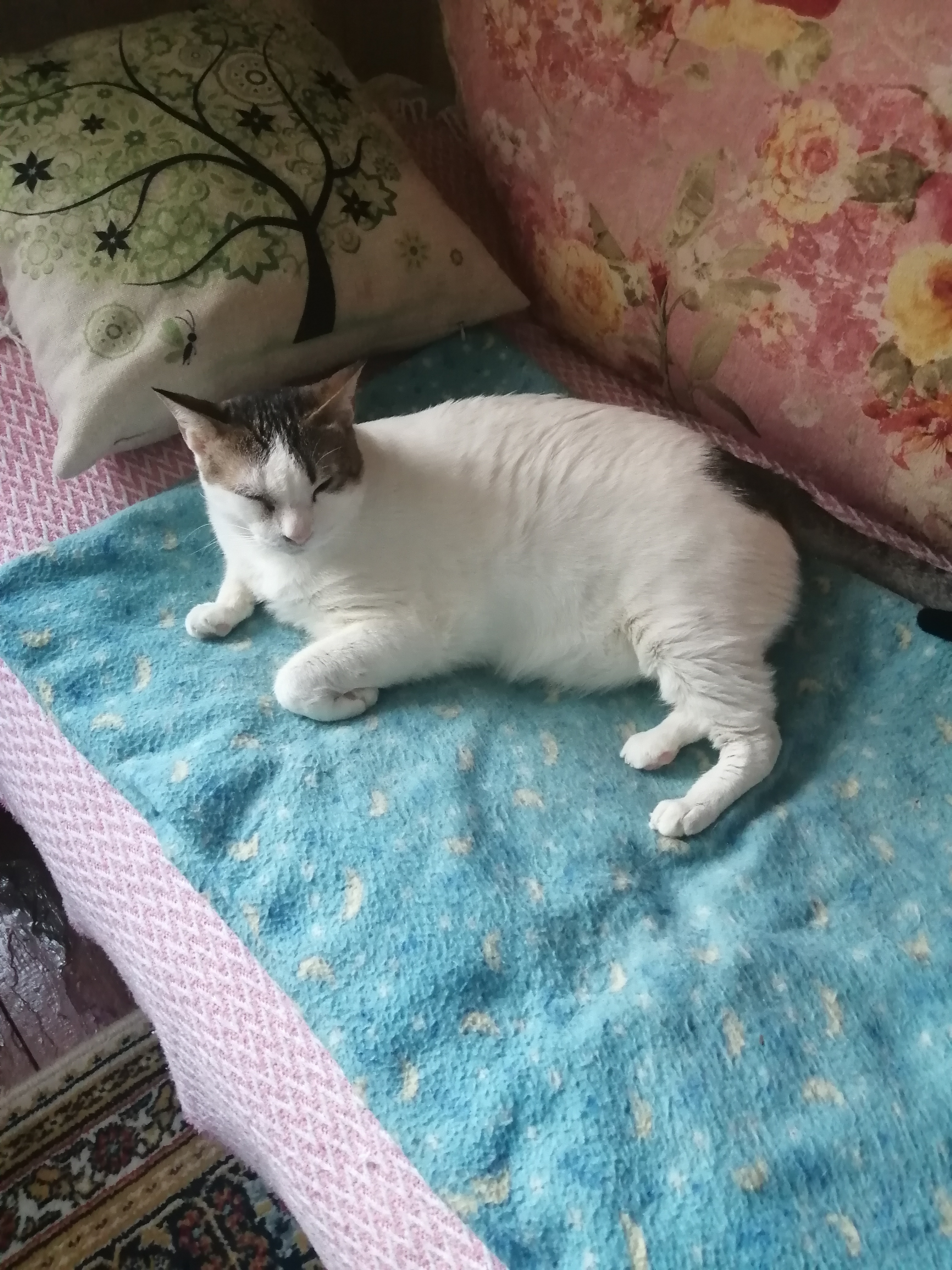 Три глаза на троих: я подобрала трех кошек с лучших помоек Абу-Даби