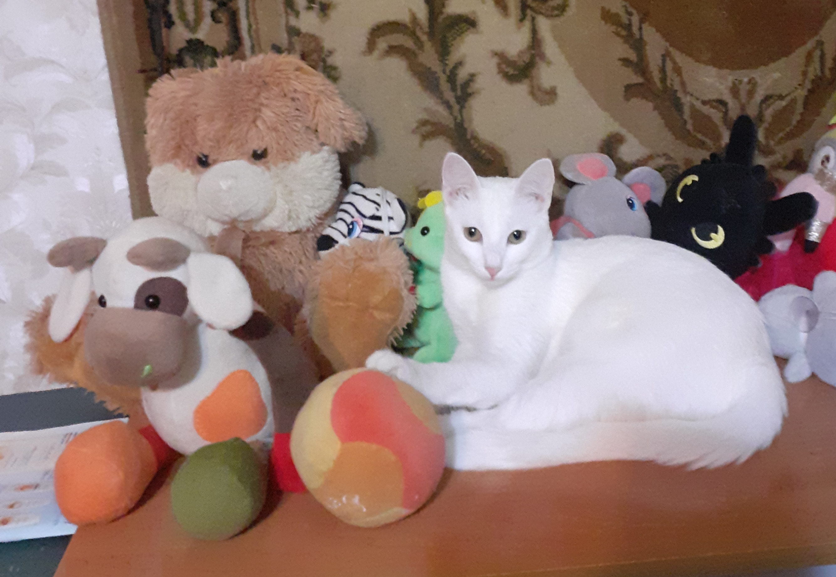 Фото питомца: кошка Снежинка приглашает поиграть