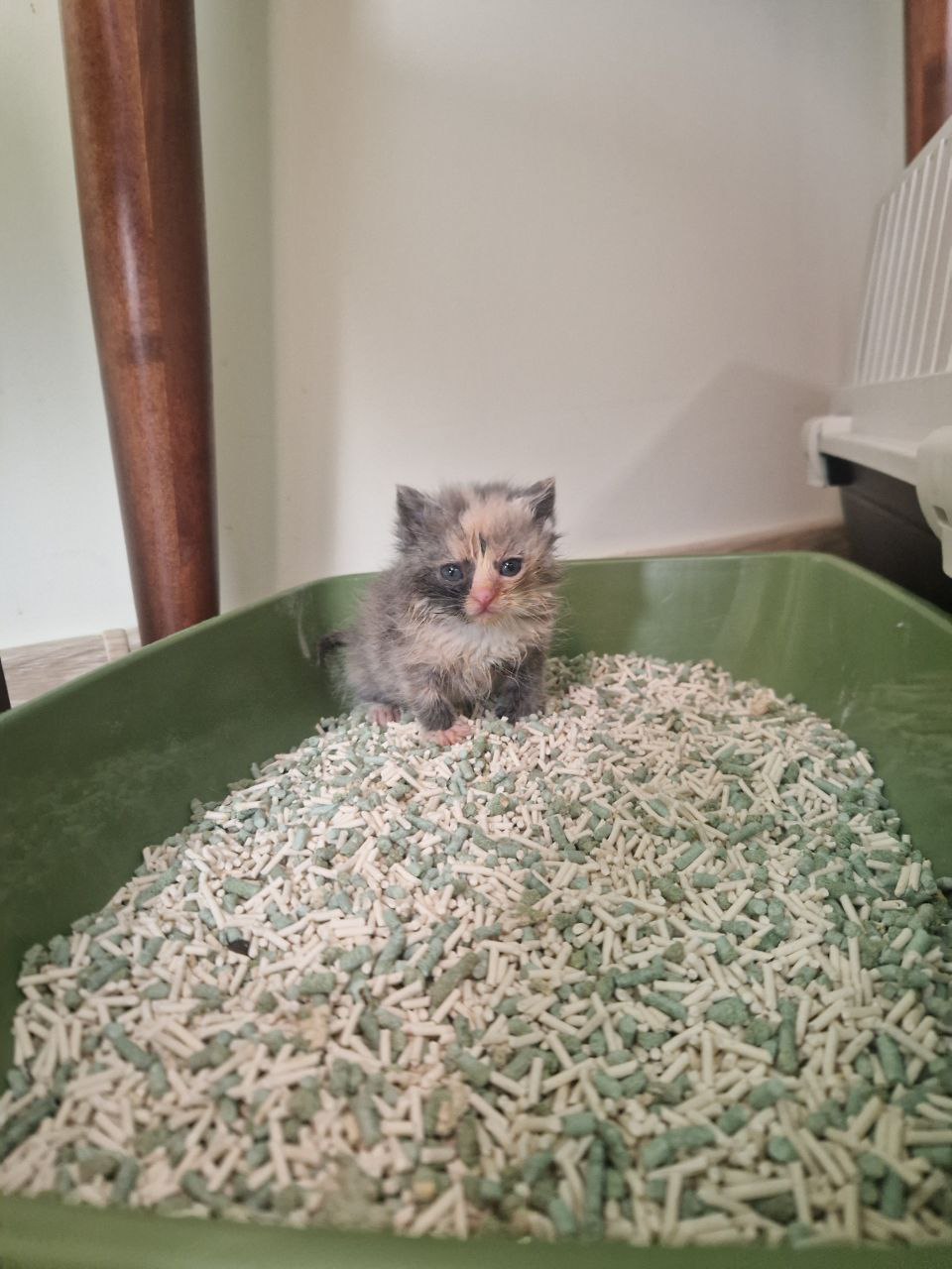 Фото питомца: котенок Хельга осваивает лоток